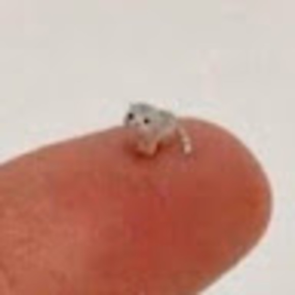 spidertgs